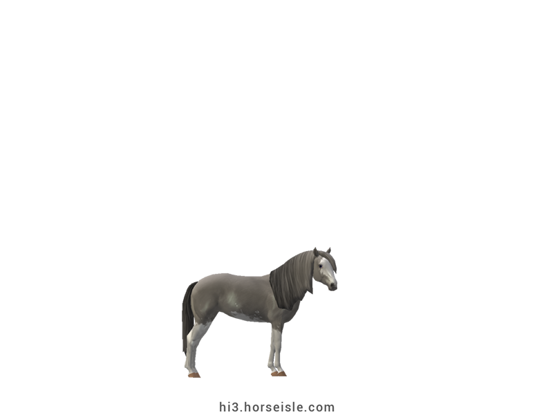 American Miniature Horse Grey Sabino Coat